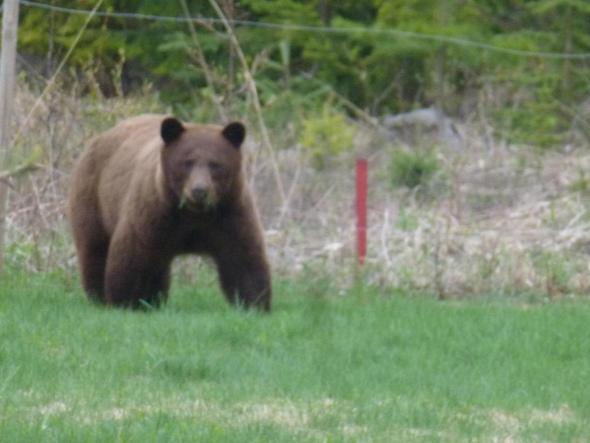 Little Black Bear Lodge/B&B Bridge Lake Buitenkant foto