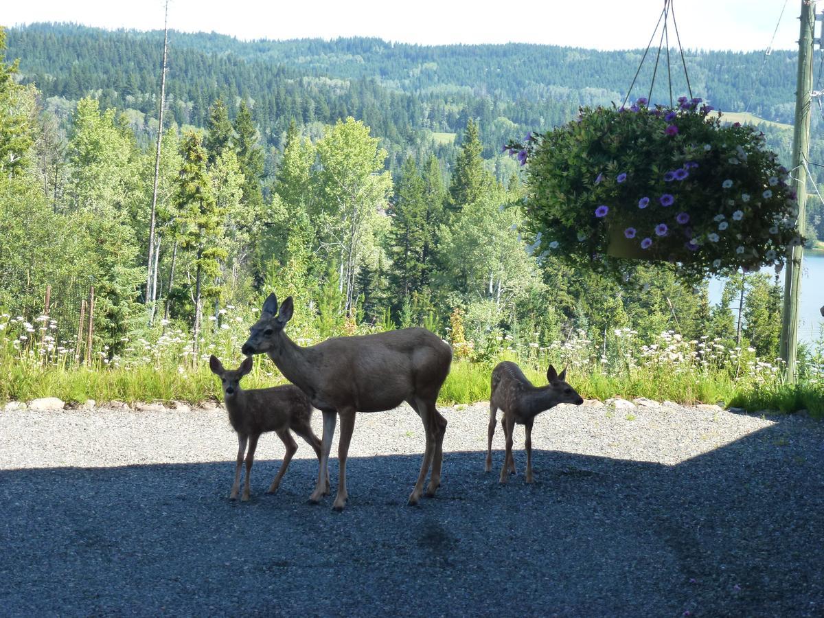 Little Black Bear Lodge/B&B Bridge Lake Buitenkant foto