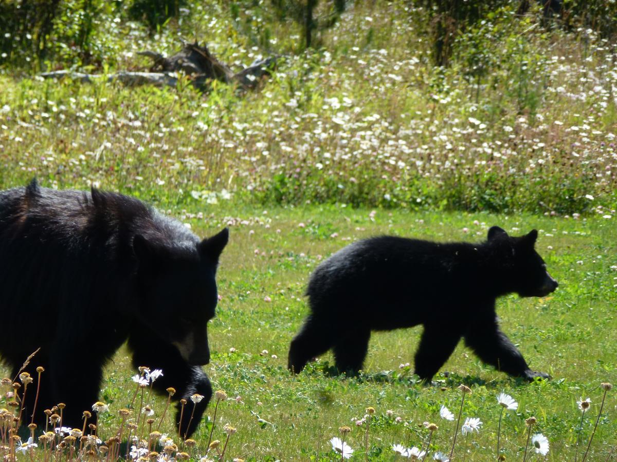Little Black Bear Lodge/B&B Bridge Lake Buitenkant foto