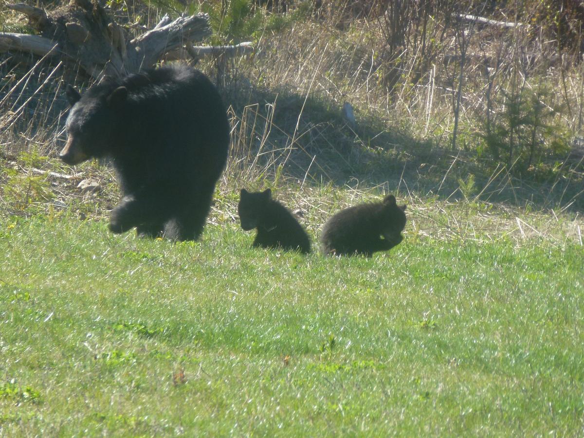 Little Black Bear Lodge/B&B Bridge Lake Buitenkant foto