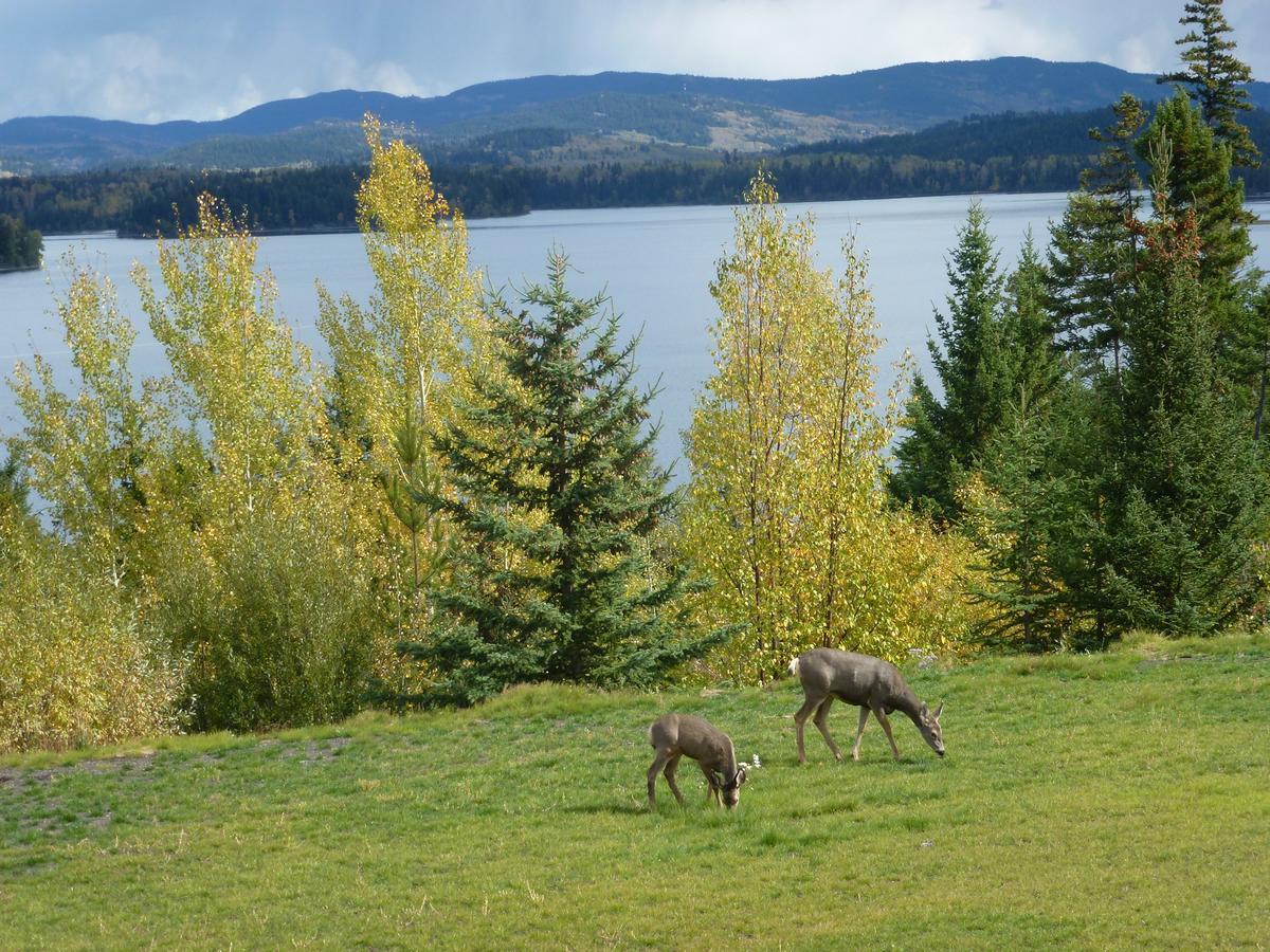 Little Black Bear Lodge/B&B Bridge Lake Buitenkant foto