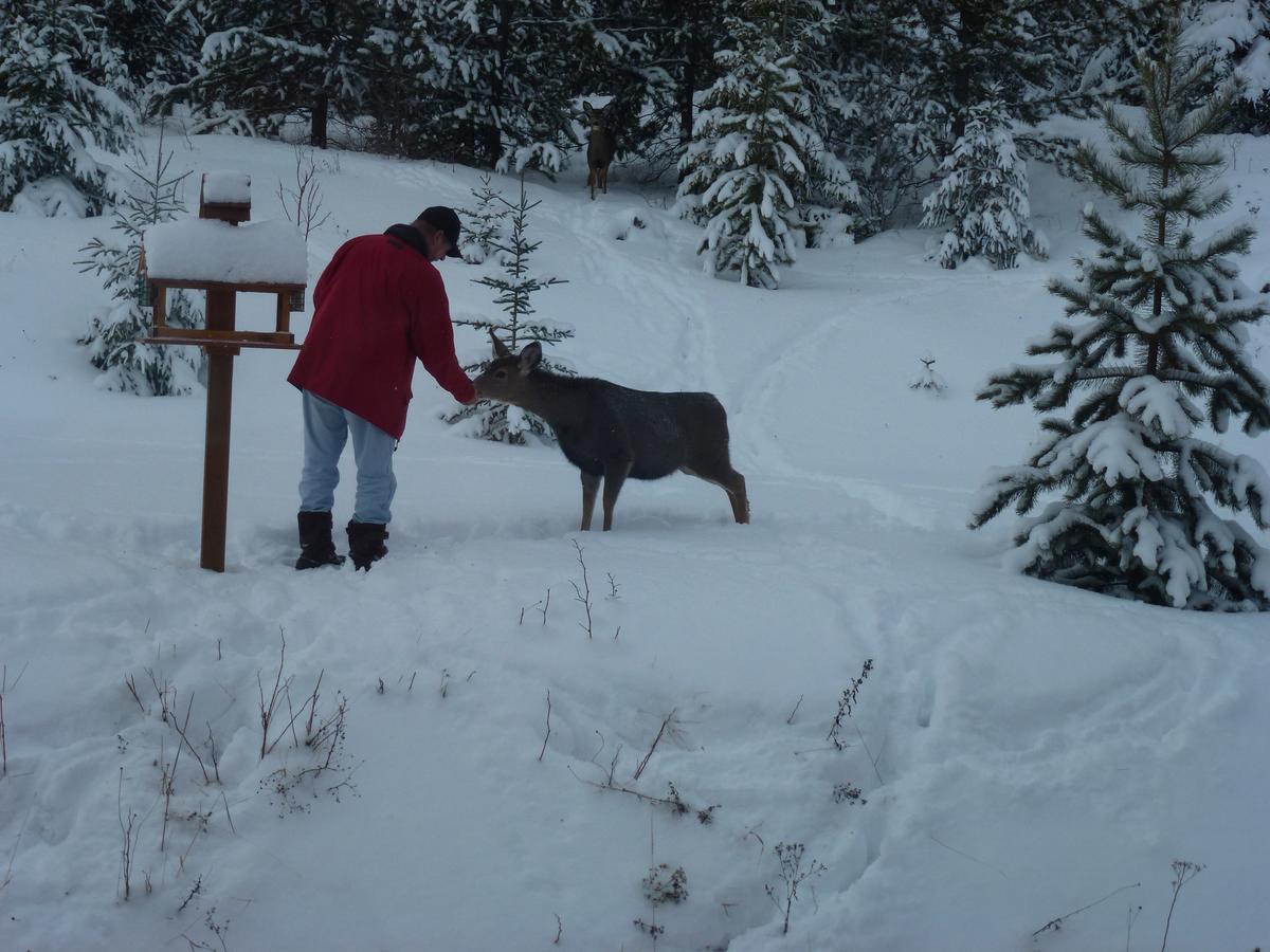Little Black Bear Lodge/B&B Bridge Lake Buitenkant foto