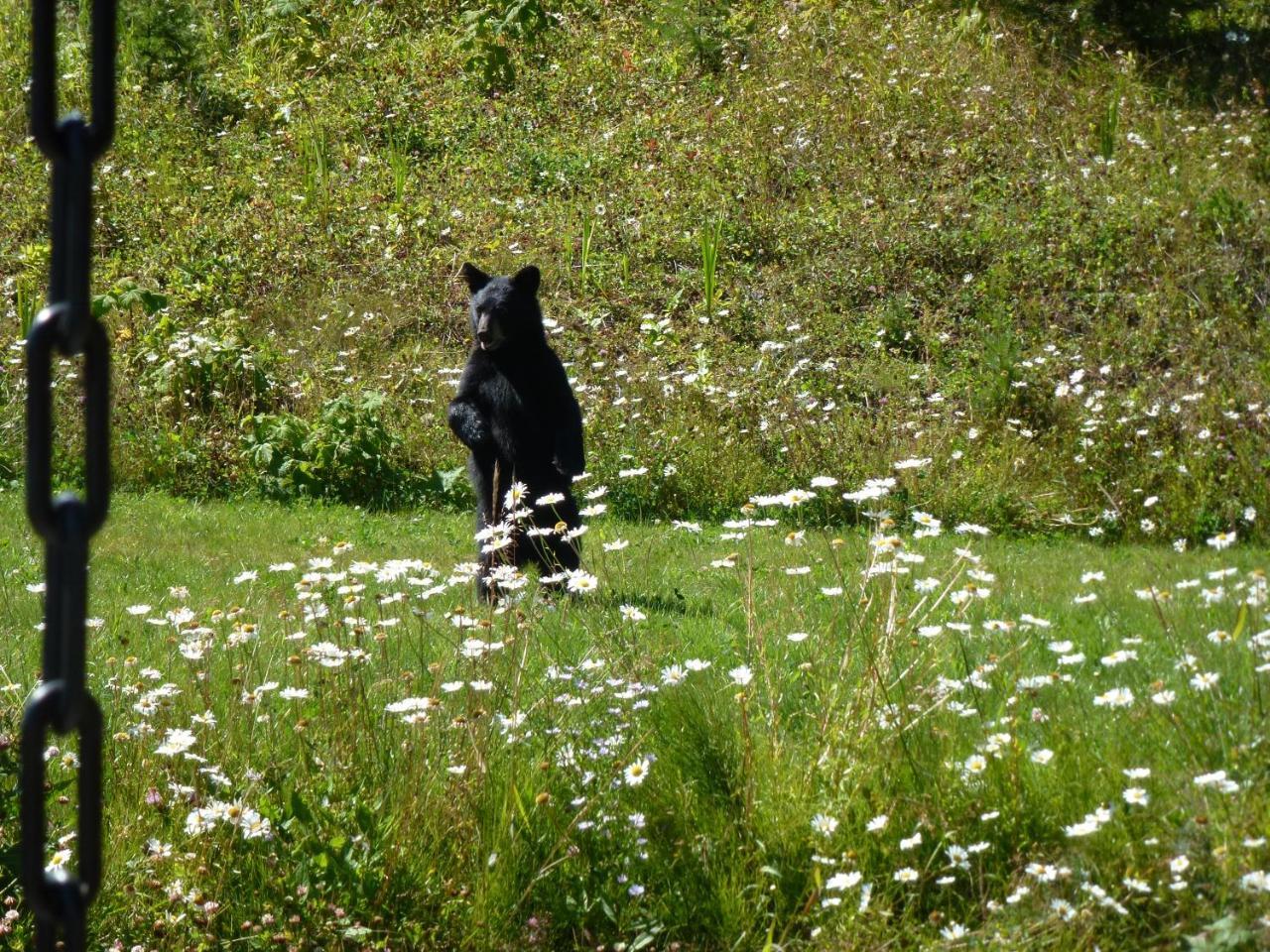 Little Black Bear Lodge/B&B Bridge Lake Buitenkant foto